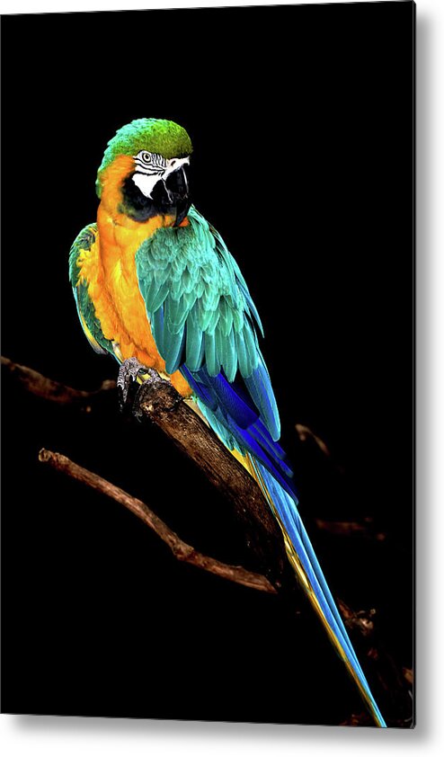 Macaw Metal Print featuring the photograph Macaw by David Keith Jr. (all Rights Reserved)