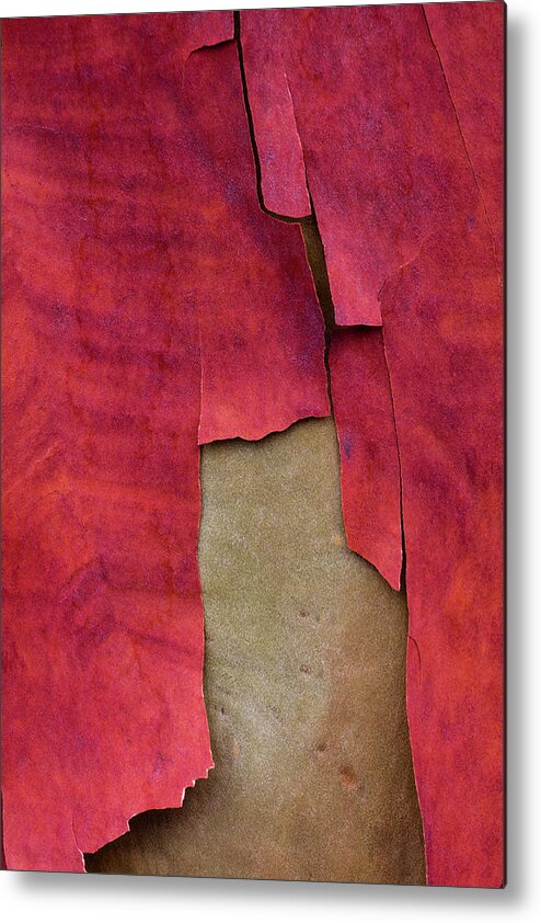 Carol Leigh Metal Print featuring the photograph Madrone Tree Bark 05 by Carol Leigh