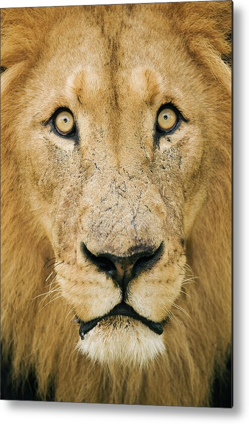 Animal Themes Metal Print featuring the photograph Male Lion Panthera Leo, Close-up by Martin Harvey