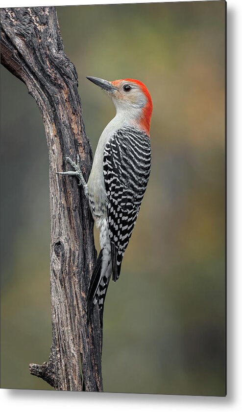 Adam Jones Metal Print featuring the photograph Male Red-bellied Woodpecker In Autumn by Adam Jones