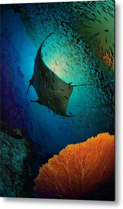 Underwater Metal Print featuring the photograph Manta Dreams by Nature, Underwater And Art Photos. Www.narchuk.com
