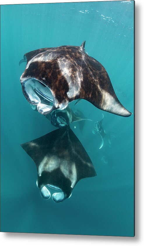 Animal Metal Print featuring the photograph Manta Rays Filter Feeding On Raa Atoll by Tui De Roy