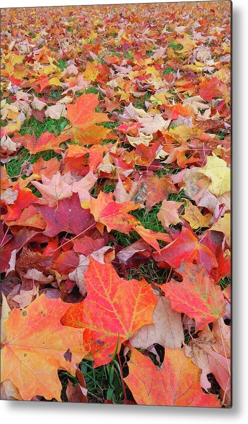 Grass Metal Print featuring the photograph Maple Acer Sp. Leaves On The Ground In by Martin Ruegner