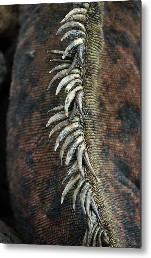 Animals Metal Print featuring the photograph Marine Iguana Dorsal Spines Detail by Tui De Roy