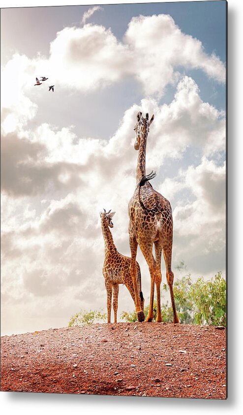 Giraffa Metal Print featuring the photograph Masai Giraffe at Phoenix Zoo by Good Focused