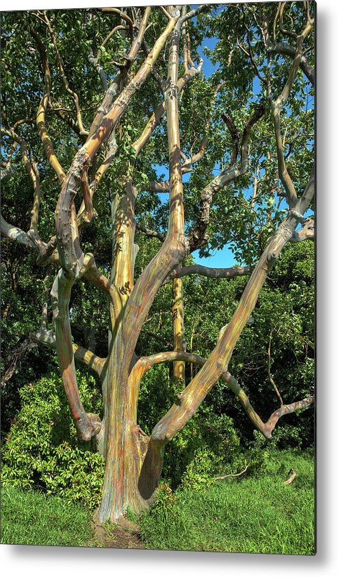 Maui Eucalyptus Metal Print featuring the photograph Maui Rainbow Eucalyptus by Chris Spencer