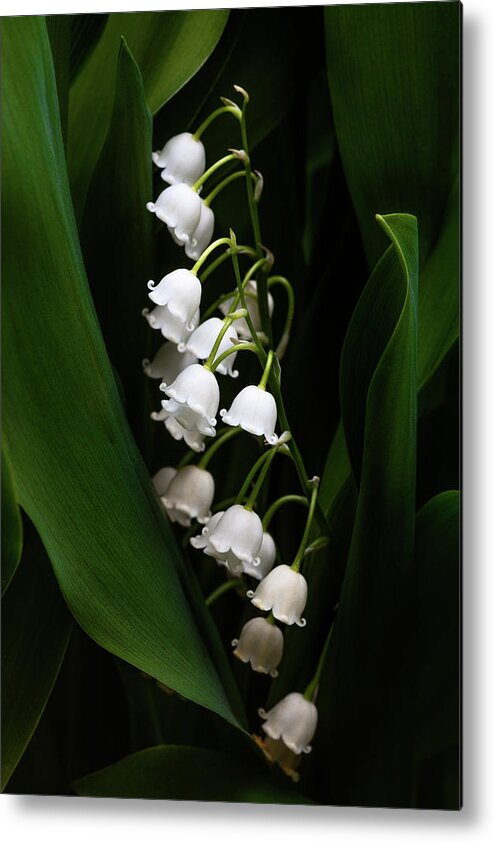 Convallaria Majalis Metal Print featuring the photograph May Lily aka Lily of the Valley by Tom Mc Nemar