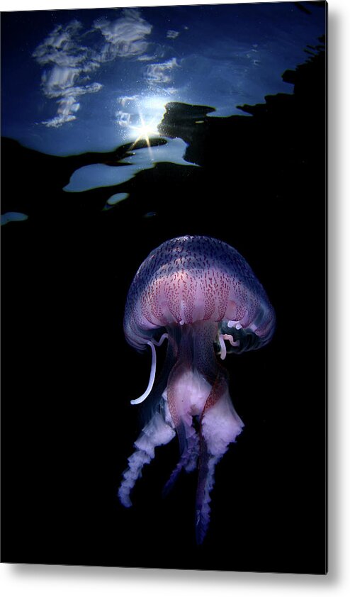 Underwater Metal Print featuring the photograph Medusa Pelagia Noctiluca by 548901005677