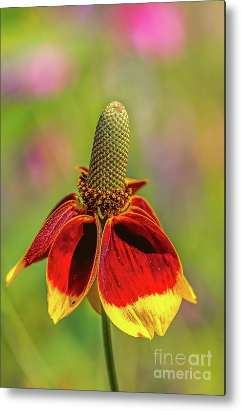 Amicalola-falls Metal Print featuring the photograph Mexican hat by Bernd Laeschke