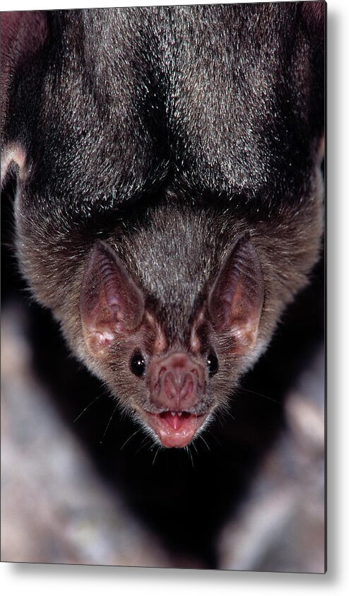 Animal Metal Print featuring the photograph Mexico, Sonora, Common Vampire Bat by Barry Mansell