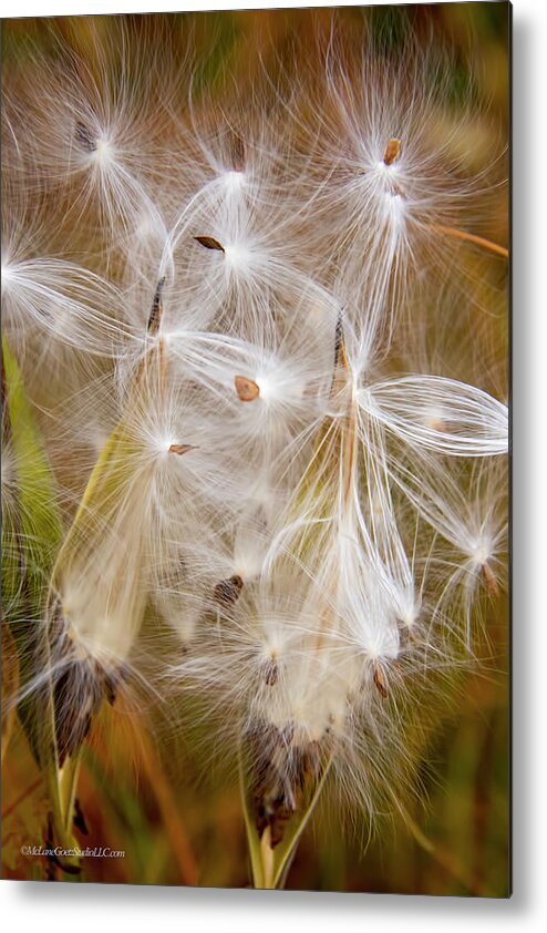 Mclanegoetzstudiollc.com Metal Print featuring the photograph Milkweed by LeeAnn McLaneGoetz McLaneGoetzStudioLLCcom