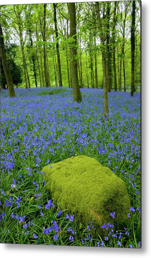 Tranquility Metal Print featuring the photograph Moss Covered Rock & Bluebells by Marksaundersphotography.com