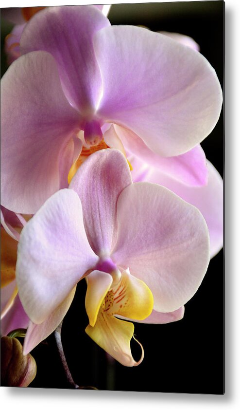 Phalaenopsis Metal Print featuring the photograph Moth Orchids Sitting Near The Window by Angie Tirado