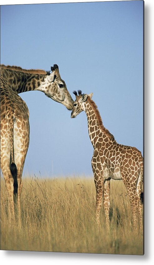Kenya Metal Print featuring the photograph Mother Giraffe Nuzzling Calf Giraffe by James Warwick