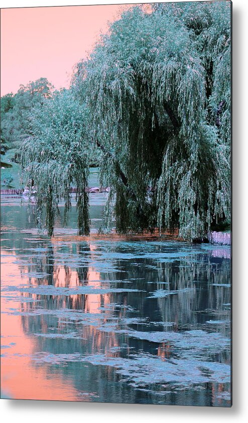 Willow Tree Metal Print featuring the photograph Mother Willow Infrared by Colleen Cornelius