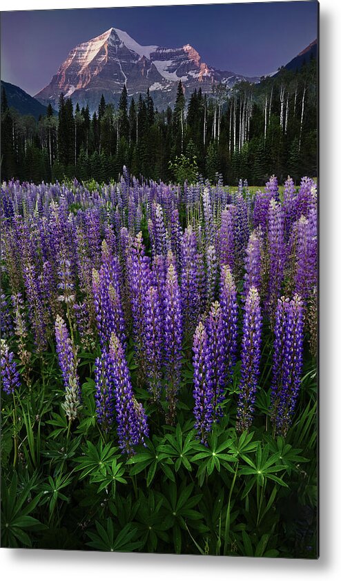 Lupine Metal Print featuring the photograph Mt Robson by Marina Poushkina