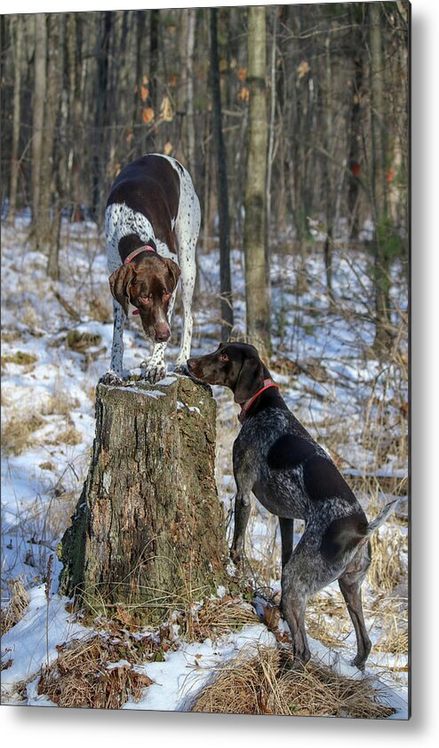 German Shorthaired Pointers Metal Print featuring the photograph My Stump by Brook Burling