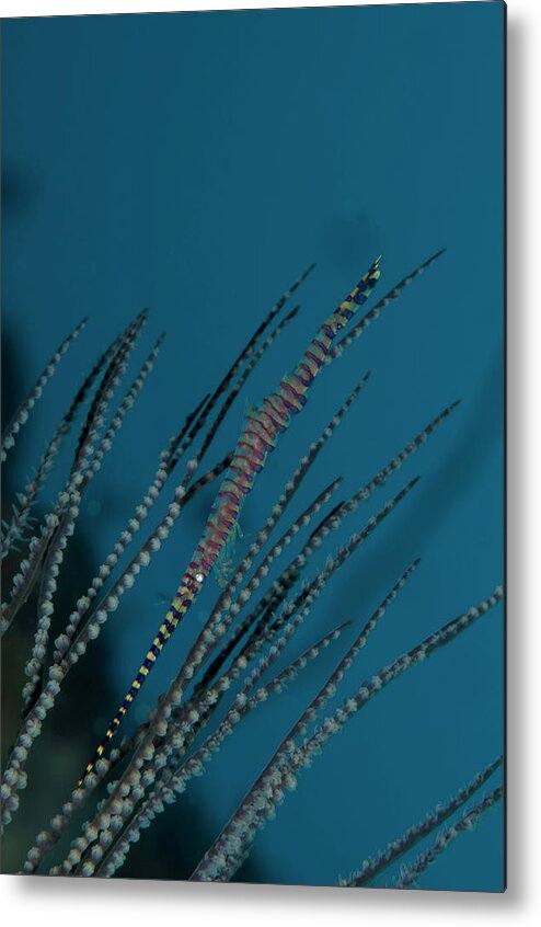 Underwater Metal Print featuring the photograph Needle Shrimp Tozeuma Armatum Underwater by Atopapa/a.collectionrf