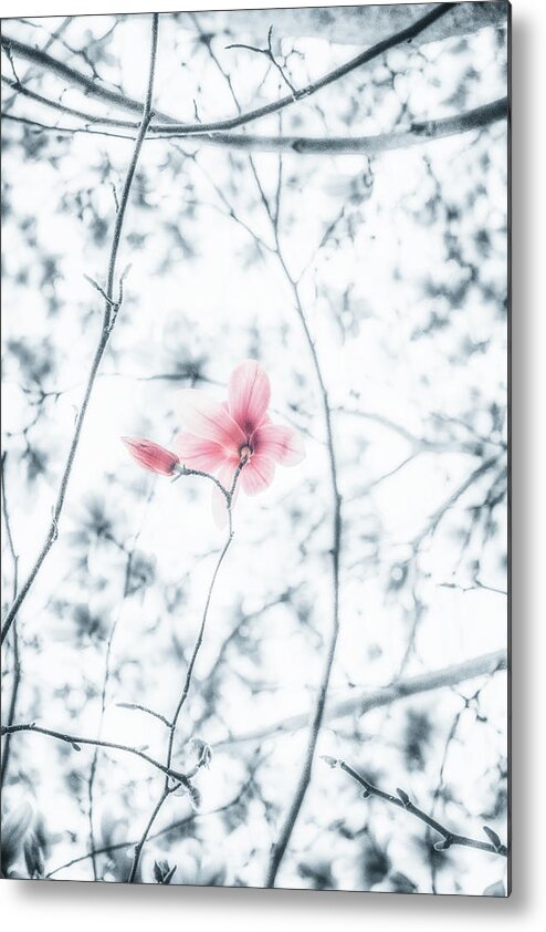 Magnolia Metal Print featuring the photograph Next Thing by Philippe Sainte-Laudy