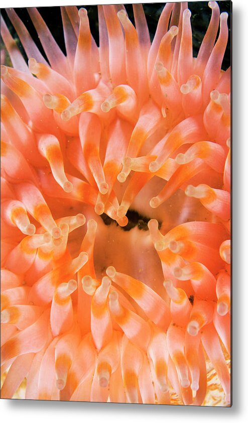 Scott Leslie Metal Print featuring the photograph Northern Red Sea Anemone by Scott Leslie
