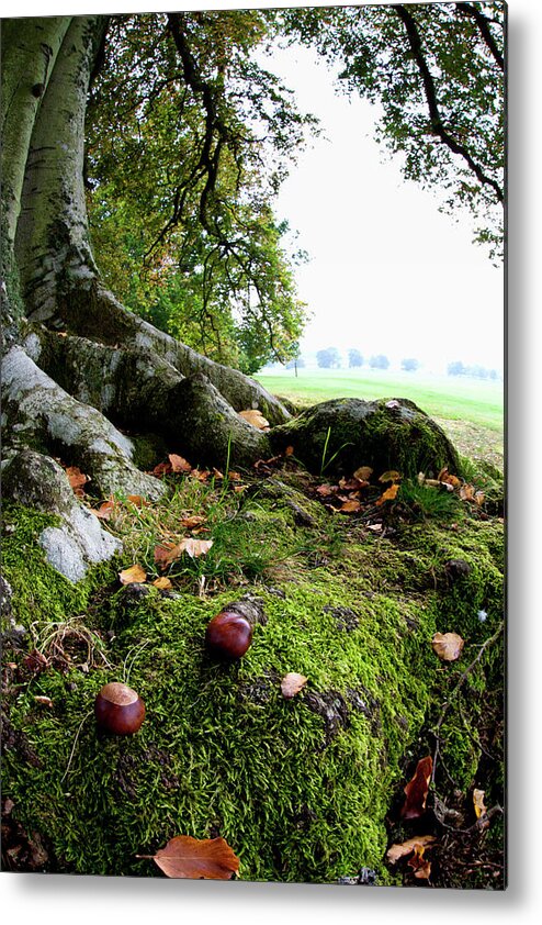 Nut Metal Print featuring the photograph Nuts And Fallen Leaves At The Foot Of A by John Short / Design Pics