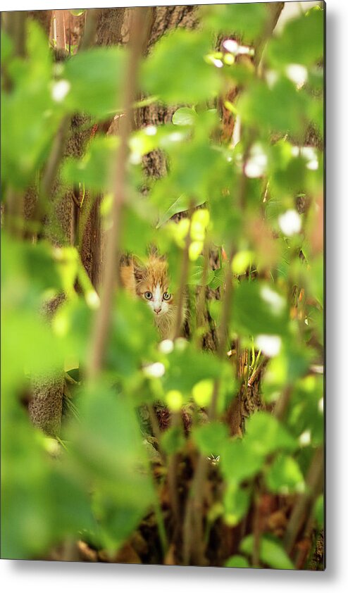 Kitten Metal Print featuring the photograph Orange Kitten by Jennifer Thomas