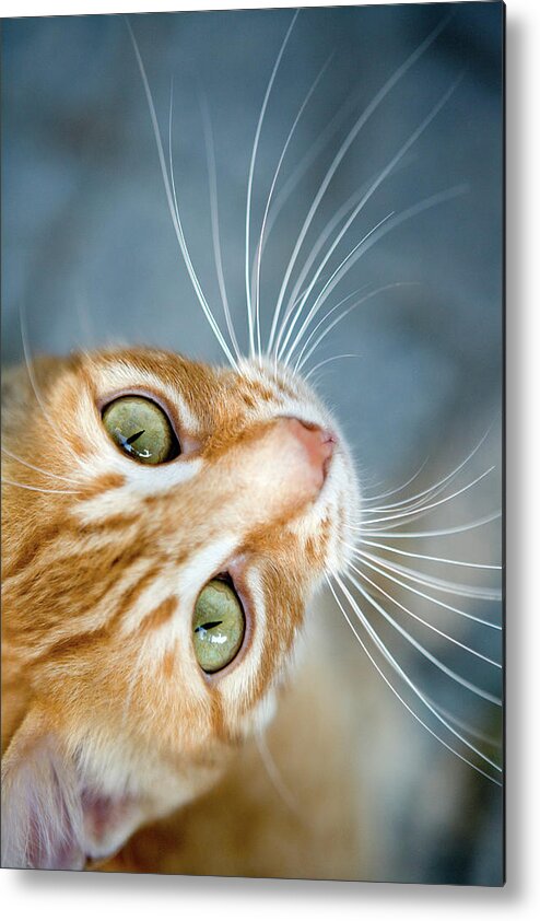 Pets Metal Print featuring the photograph Orange Tabby Cat by Lisa Marie Thompson