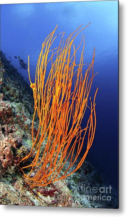 Aquatic Metal Print featuring the photograph Orange Whip Coral by Scubazoo/science Photo Library