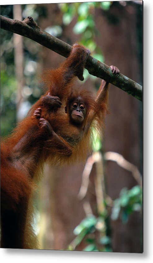 Southeast Asia Metal Print featuring the photograph Orangutan Baby Pongo Pongo Abelii by Art Wolfe