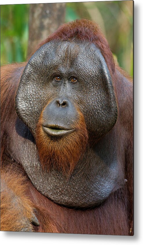 Suzi Eszterhas Metal Print featuring the photograph Orangutan Male In Portrait by Suzi Eszterhas