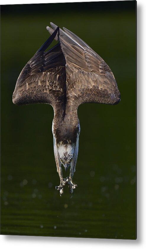 Osprey Metal Print featuring the photograph Osprey In Action by Johnny Chen