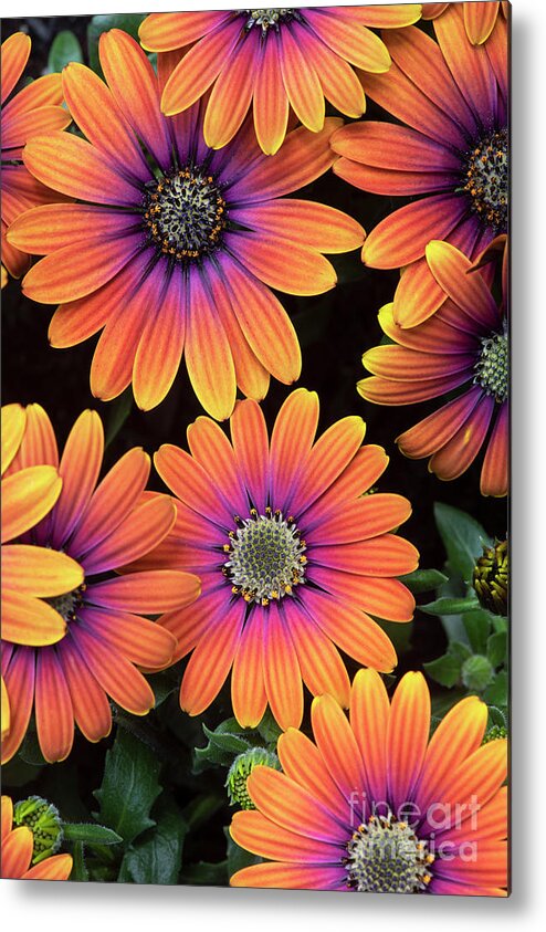 Osteospermum Purple Sun Metal Print featuring the photograph Osteospermum Purple Sun Flower Pattern by Tim Gainey