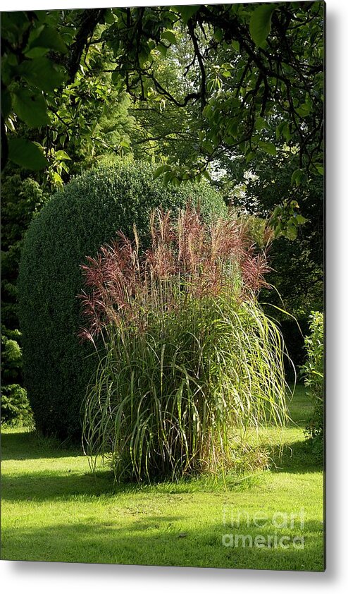 Pampas Grass Metal Print featuring the photograph Pampas Grass by Sheila Terry/science Photo Library