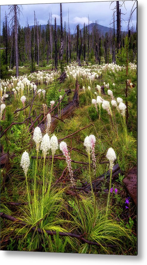Flowers Metal Print featuring the photograph PCT Bear Grass by Cat Connor