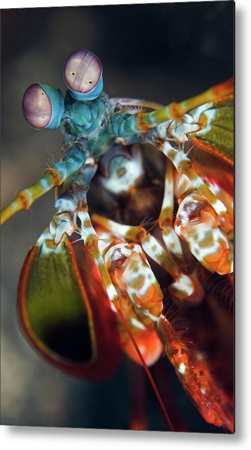 Underwater Metal Print featuring the photograph Peacock Mantis Shrimp by Copyright Michael Gerber