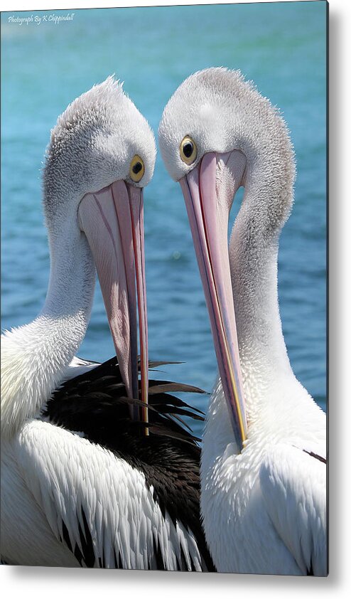 Pelican Love Metal Print featuring the digital art Pelican love 06163 by Kevin Chippindall