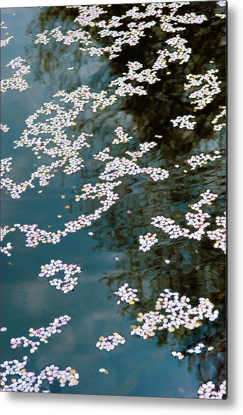 Tranquility Metal Print featuring the photograph Petals Of Cherry Blossoms by I Love Photo And Apple.