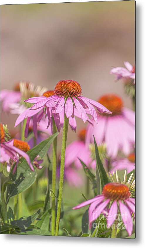 Pink Metal Print featuring the photograph Petals of Pink by Amfmgirl Photography