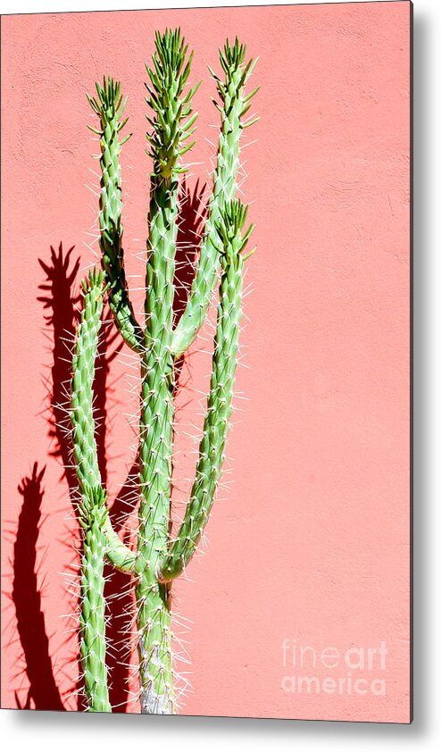 Botany Metal Print featuring the photograph Photo Picture Of A Tropical Cactus by Underworld