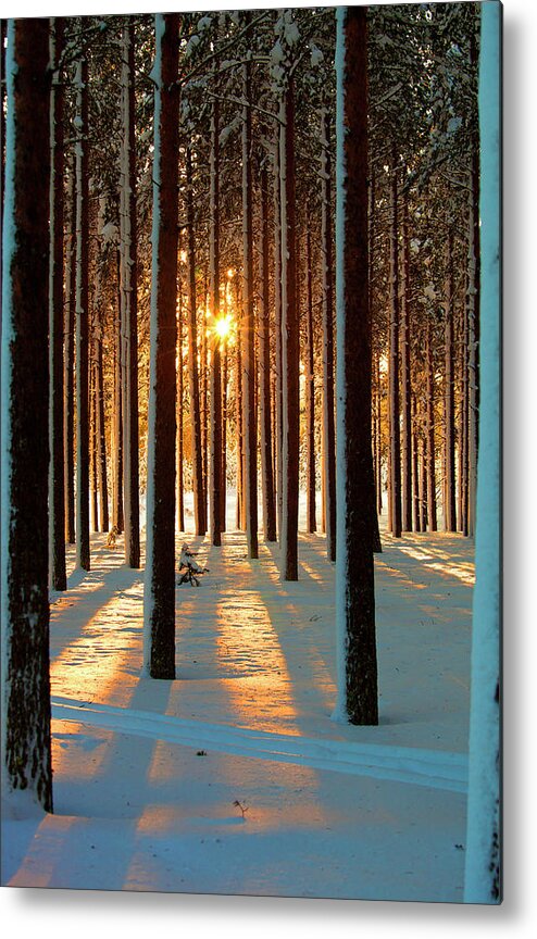 Tranquility Metal Print featuring the photograph Pine Forest by Www.wm Artphoto.se