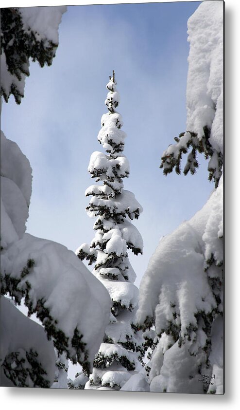 Snow Metal Print featuring the photograph Pine Framed in Powder by Brett Pelletier