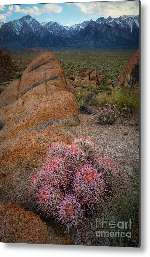 Sunrise Metal Print featuring the photograph Pink Barrel Cacti by Michael Ver Sprill