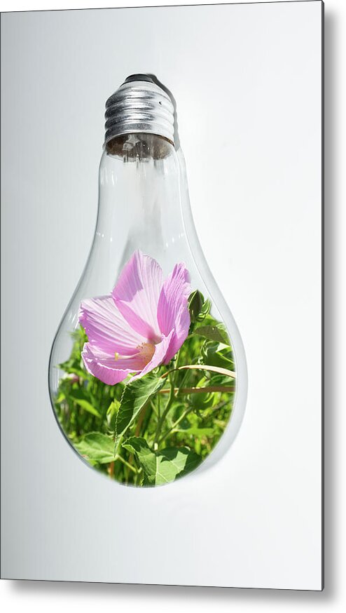 Hibiscus Metal Print featuring the photograph Pink Hibiscus in light bulb by Deborah Ritch