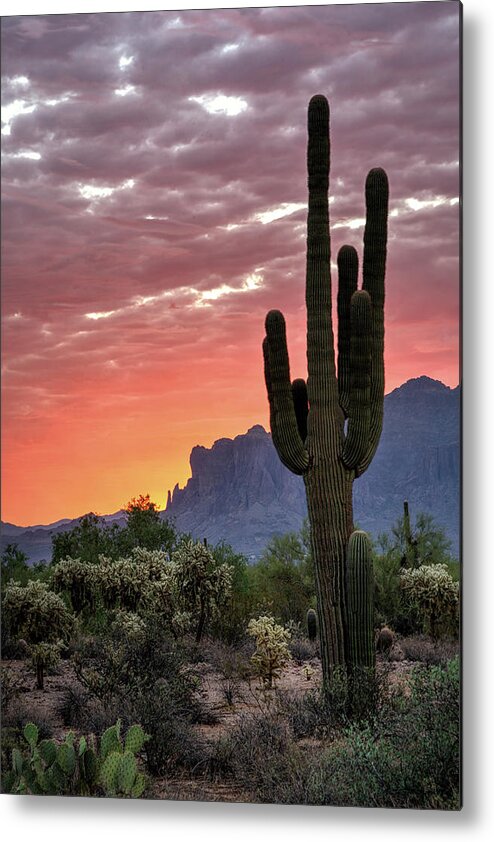 Saguaro Sunrise Metal Print featuring the photograph Pink Saguaro Sunrise In The Sonoran by Saija Lehtonen