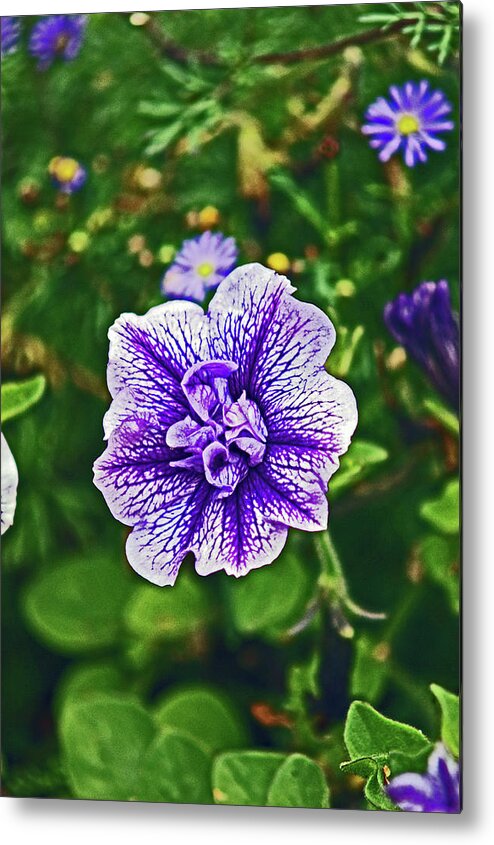 Scotland Metal Print featuring the photograph PITLOCHRY. Purple Petunia. by Lachlan Main