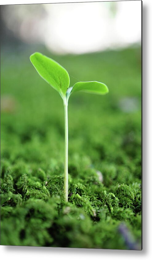 Outdoors Metal Print featuring the photograph Plant by Lyo