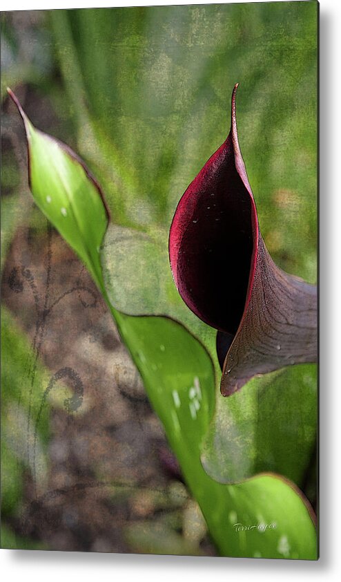 Calla Metal Print featuring the photograph Poetry In Motion by Terri Harper