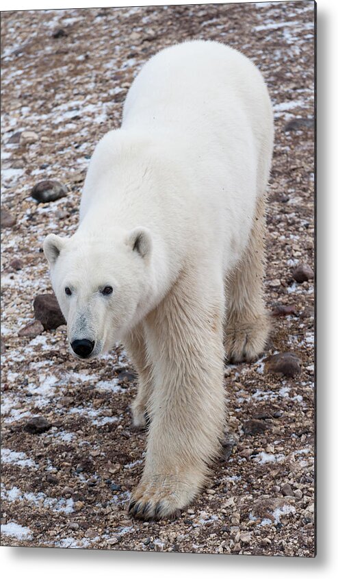 Viewpoint Metal Print featuring the photograph Polar Bear Ursus Maritimus Walking On by Keith Levit / Design Pics
