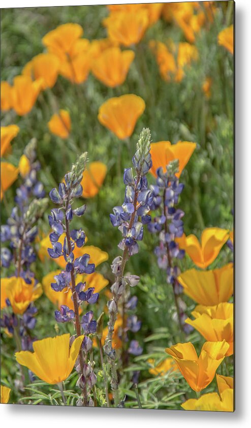 Poppies Metal Print featuring the photograph Poppies and Mountain Lupine 5585-030519 by Tam Ryan