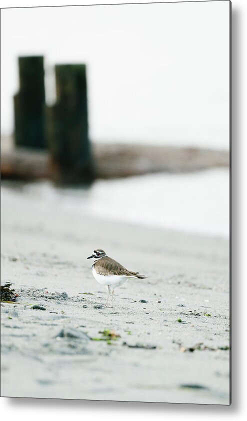 Alone Metal Print featuring the photograph Portrait Of A Killdeer Bird On A Puget Sound Beach In Greater Seattle by Cavan Images